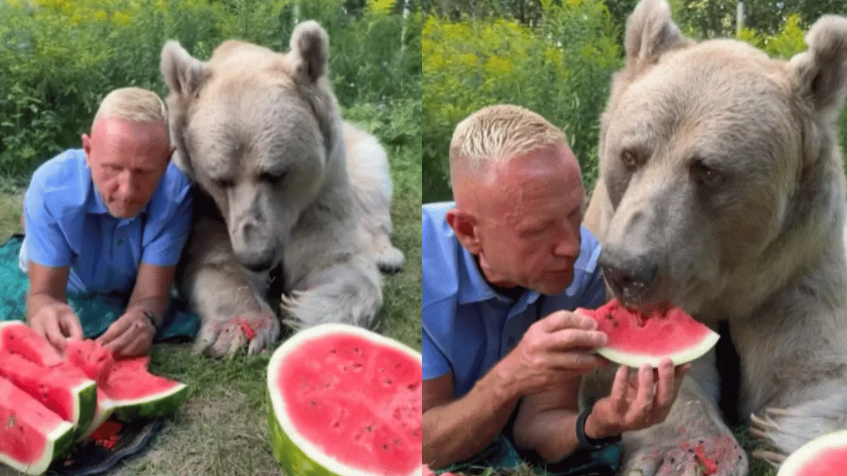 viral-video-man-shares-watermelon-with-giant-bear-internet-pulls-mowgli-jokes